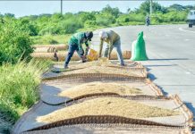 DPWH bans palay drying along nat’l highways
