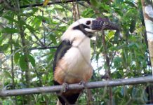 Photo book vaunts rich biodiversity of W. Visayas
