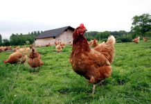 ‘Paravets’ tapped to boost NegOcc chicken production
