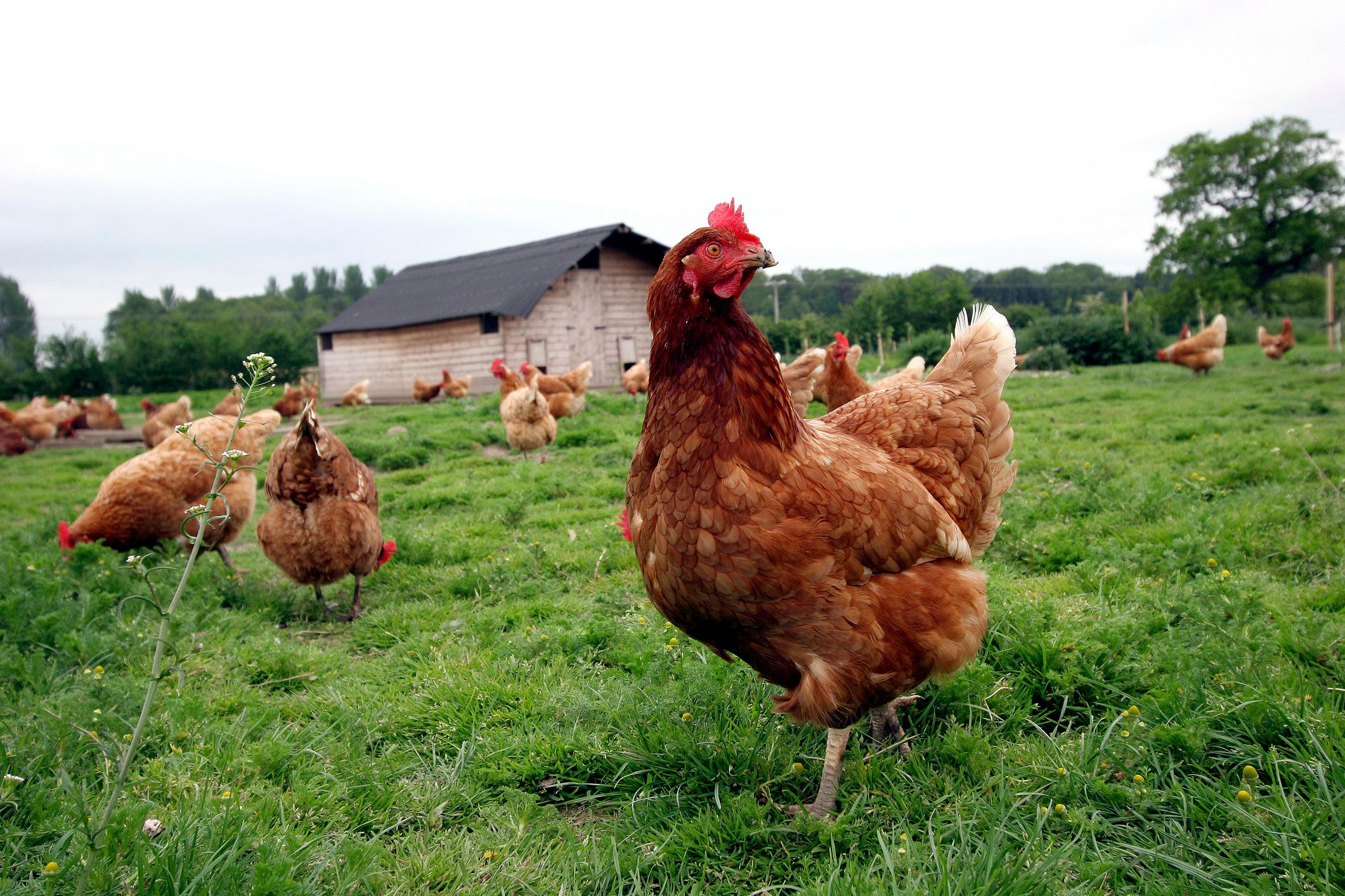 ‘Paravets’ tapped to boost NegOcc chicken production