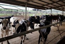 NegOcc produces grass silage to sustain livestock production