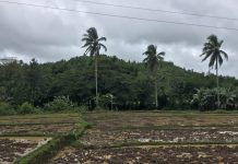 Aklan farmer-irrigators want ‘state of calamity’ in 5 towns