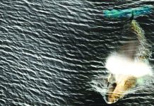 Japan to restart commercial whale hunts