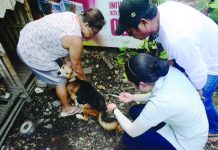 Antique LGUs urged to buy own anti-rabies shots
