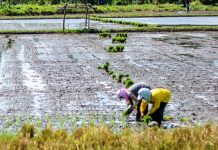 ‘DON’T PLANT PALAY’: El Niño in 1st qtr of 2019, Iloilo farmers warned