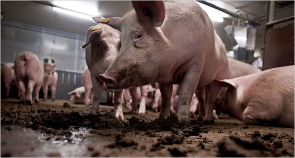 Pigs Poultry Farm Philippines
