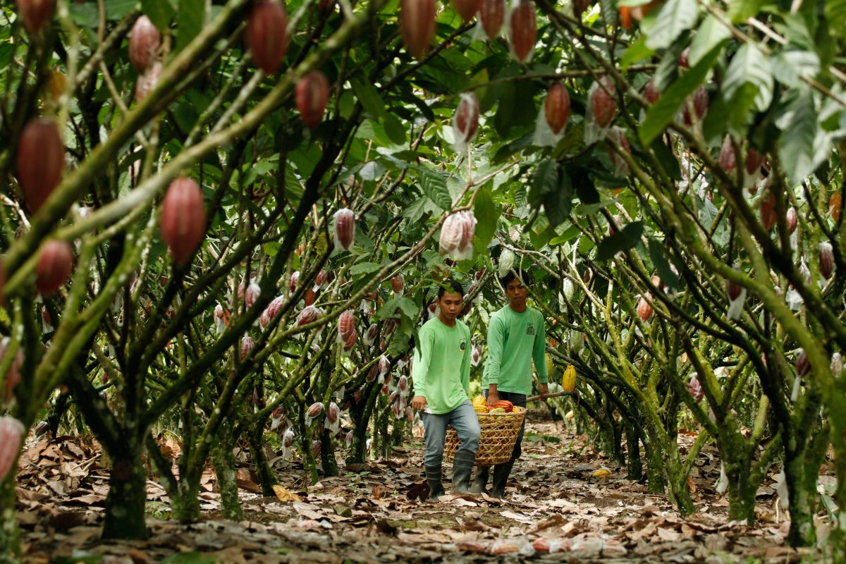 Grover Rosit Cacao from Davao gains heirloom status