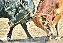 Animal group forces San Joaquin to cancel ‘pasungay’