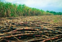NegOcc to create 5- year agri road map