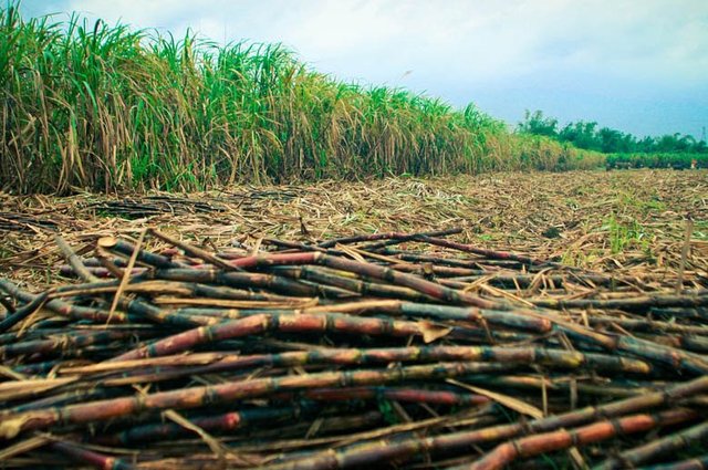 Sugar Industry Negros Occidental