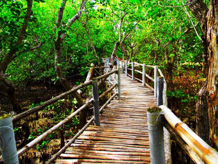 Suyac Island Mangrove Eco Park