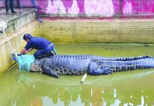 Crocodile mauls woman to death