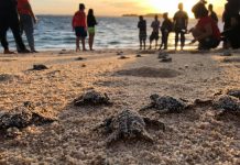 Boracay, a turtle’s paradise, says DENR
