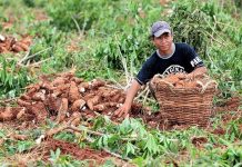 NegOcc cassava farmers receive P3M in equipment