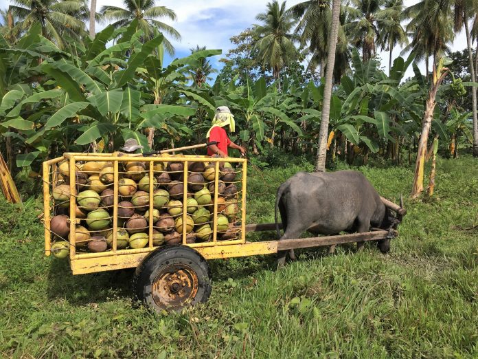 Coconut Farmer