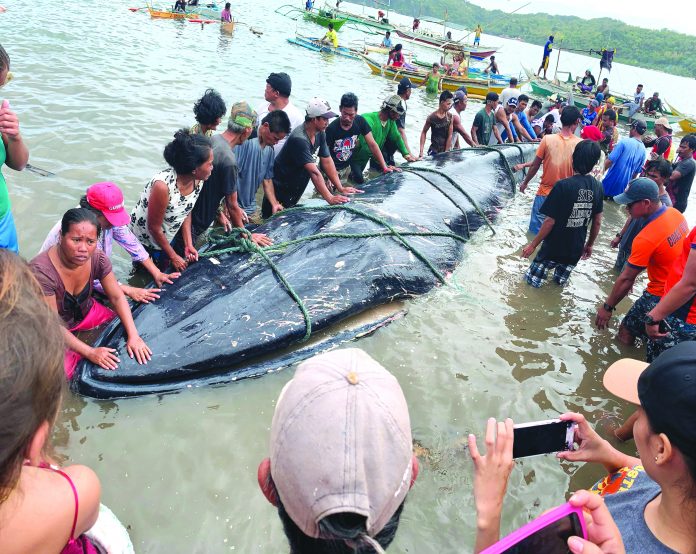 Dead Whale