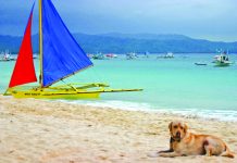 Dog meat sold in Makato market?