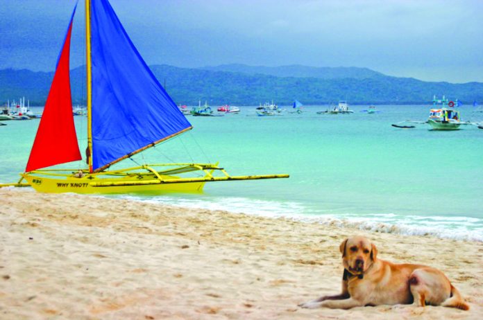 Dog Boracay