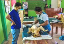Controlling dog population to curb spread of rabies