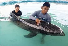 ‘Community participation vital on stranded dolphin, wildlife cases’