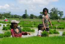 NegOcc prepares farmers for rice tariffication