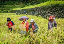 Rice black bugs spread to five more towns