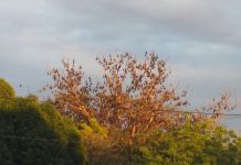 Miag-ao’s fruit bats as tourist attractions?