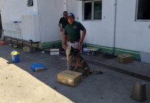 Handlers of drug-sniffing dogs trained