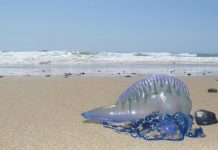 Bluebottle jellyfish alert up in Boracay, tourists warned