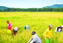 DAR to fast-track land distribution, support services to NegOcc farmers