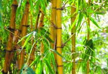 Farmers urged to plant more bamboos to battle climate change in Antique