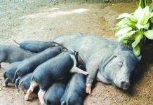 Negros Occ. promotes black pig farming for business, livelihood