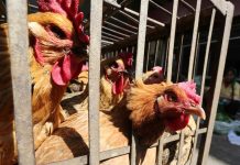 Man mauls neighbor over missing chicken