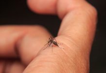 Four people die of yellow fever in Kenya