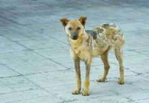 Sagay to launch dog registration program