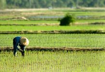 Negros farmers get P1-B in- crop insurance protection