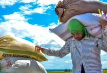 P911-M DAMAGE: El Niño scorches Iloilo farmlands