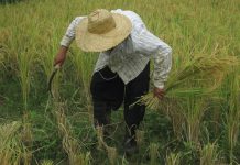 Rice pests cause P11.5-M damage in Negros crops
