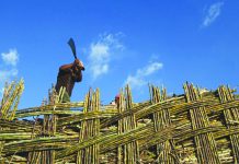 50 Antique IPs receive financial aid