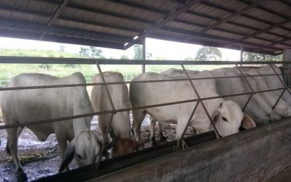 Negros First Ranch in Barangay Sta. Rosa, Murcia, Negros Occidental