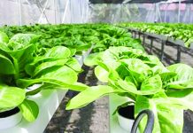 Aklan pushes greenhouse facility project