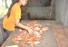 NegOcc pushes sustainable blue crabs production