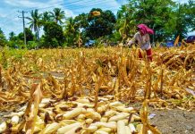 DRY SEASON: Iloilo’s palay losses breach P1-billion mark