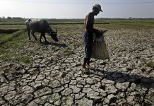Food-for-work mulled for El Niño-affected families
