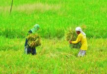 Farmers in Iloilo town harvest palay. Iloilo governor Arthur Defensor Jr. on Thursday said the province will offer loans to farmer cooperatives, which in turn, will purchase the produce of small farmers at premium prices. IAN PAUL CORDERO/PN
