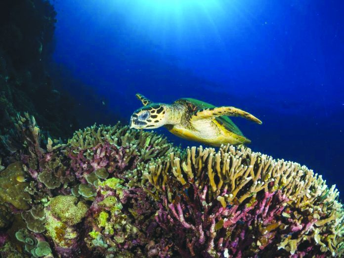 Hawksbill turtles
