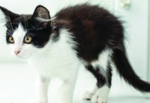 US closes ‘kitten slaughterhouse’ after outcry