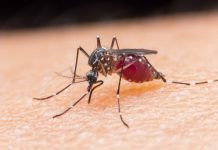 New malaria vaccine a big advance vs major child killer