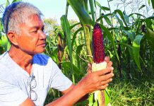 Dry spell forces price hike of Kalibo crops