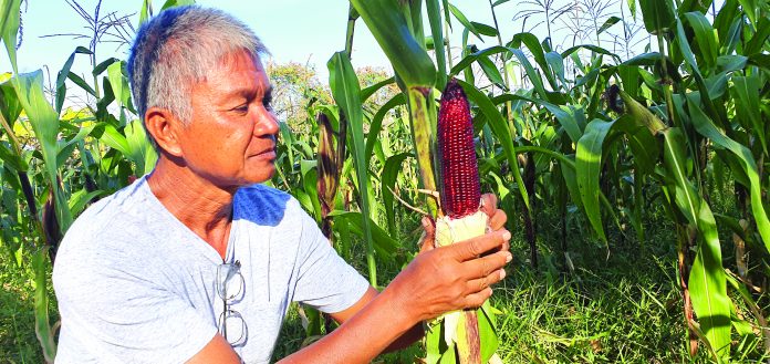 Purple corn